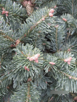 Zwergtanne lasiocarpa compacta 2