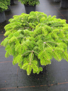 Abies nordmannia Barabits Compact - Zwerg-Nordmanntanne Barabits Compact - 25-30cm