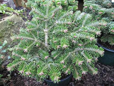 Abies nordmanniana Münsterland - Zwerg-Nordmanntanne -  hat nach oben gestellte Nadeln und wächst halbkugelig und breit. Die winterharte Zwerg-Nordmanntanne wird nur ca. 50 cm hoch und breit.