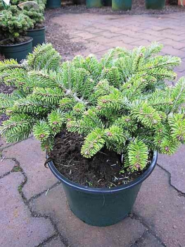 Abies veitchii Heddergott 2