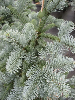 Die Zwergblautanne Obrighofen, Abies procera Obrighofen, besitzt blau-silbrige Nadeln