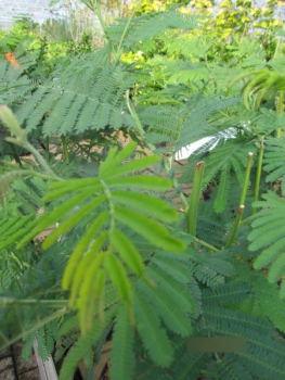 Akazia dealbata 2