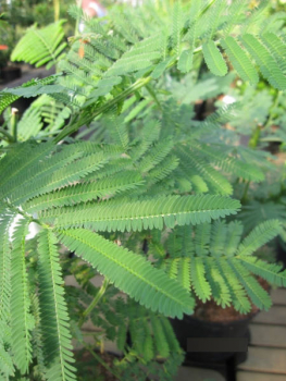 Akazia dealbata 3