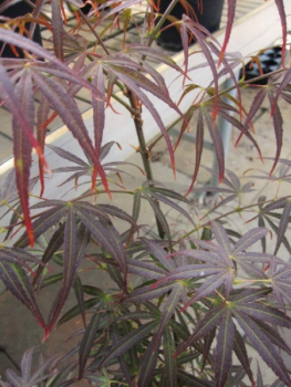 Acer palmatum Scolopendrifolium atropurpureum 2