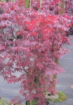 Ahorn palmatum Atropurpureum 2