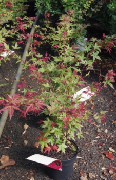 Ahorn palmatum Beni Maiko 3