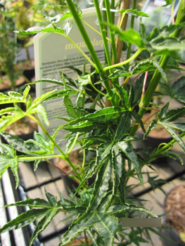 Ahorn palmatum Okushimo 2