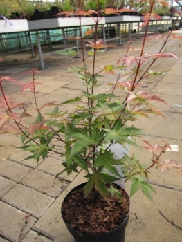 Preview: Ahorn palmatum Redwine 2