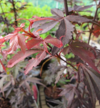 Ahorn palmatum Skeeters Broom 1