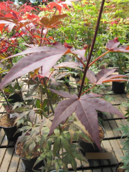 Ahorn palmatum Yezo Nishiki 1