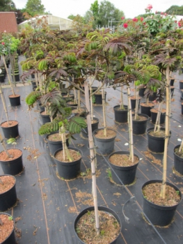 Preview: Seidenbaum Summer Chocolate