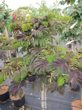 Preview: Seidenbaum Summer Chocolate