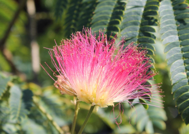 Die Blüte der Seidenakazie Albizia julibrissin