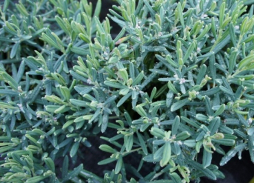 Andromeda polifolia Blue Ice - Lavendelheide Blue Ice - wächst als kompakter, dichtbuschiger, immergrüner und besonders winterharter Strauch mit silbrigblauen bis blauen Laub und weißrosa Blütenglöckchen. Der Standort sollte halbschattig bis sonnig sein.