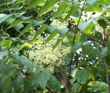 Aralia elata, Aralie, Teufelskrückstock, Stachelaralie, Japanischer Angelikabaum, besitzt an den Ästen und am Stamm Dornen