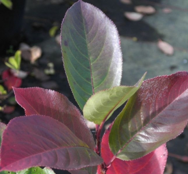 Preview: Hochstamm Apfelbeere Viking 4