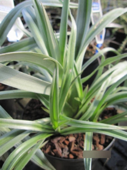 Astelia nervosa Silver Shadow 2