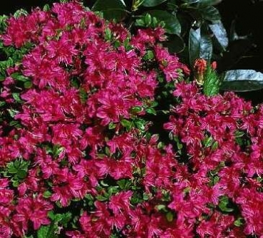 Azalea japonica Excelsior hat eine wunderschöne rosarote Blüte.
