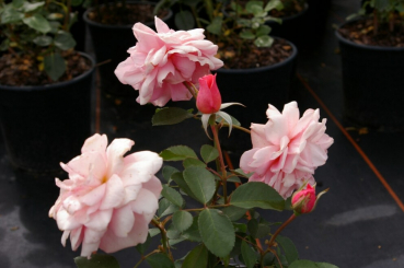 Preview: Die öfterblühende Beetrose Aladdin Palace™ Castle-Palace-Rose - Rosa Aladdin Palace™ - aprikot-rosa - Duft+ - Poulsen-Rose hat einen buschigen und kompakten Wuchs.