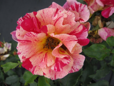 Beetrose Edgar Degas® - Rosa Edgar Degas® - Moderne Floribundarose - rosa-gelb-rot gestreift - Duft+++ - hat einen buschigen, aufrechten und besonders winterharten Wuchs.