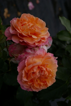 Beetrose Marie Curie® - Rosa Marie Curie® - apricot-kupfergelb-rosa - Duft++ - hat einen buschigen, kompakten Wuchs. Die Blätter sind dunkelgrün und glänzend.