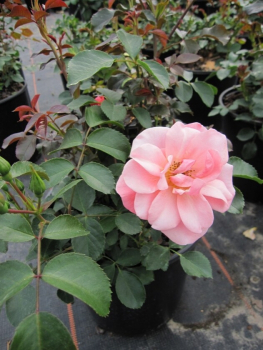 Beetrose Rosa Randers® apricot-rosa Poulsen-Rosen 2002