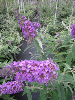 Sommerflieder Purple Chip 1