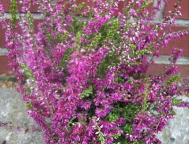Calluna vulgaris Allegro 1