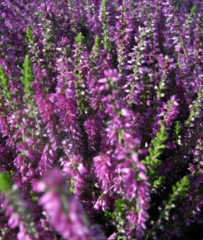 Calluna vulgaris Darkness - Sommerheide Darkness - Besenheide -  hat rotviolette bis purpurrote Blüten und dichtes, zartgrünes Laub sowie einen breitbuschige, aufrechten Wuchs. Die Winterhärte ist sehr gut.