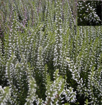Calluna vulgaris Klaudine -S- - Sommerheide Klaudine -S- - Besenheide - Knospenheide - blüht mit wunderschönen weißen Knospen. Die winterharte Knospenheide wächst breitbuschig und aufrecht.