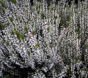 Calluna vulgaris Melanie -S- Sommerheide Melanie -S- - Besenheide - Knospenheide - ist immergrün und besonders winterhart. Die Knospenheide blüht mit weißen Knospen von September bis Dezember. Die Heide wächs aufrecht und breitbuschig.