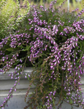 Calluna vulgaris Nelly -S- - Sommerheide Nelly -S- - Besenheide - Knospenheide - ist eine immergrüne und besonders winterharte Knospenheide. Der Wuchs ist hängend und breit. Die Knospenblüte purpurviolett.
