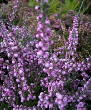 Calluna vulgaris Peter Sparkes - Sommerheide Peter Sparkes - Besenheide - blüht mit dunkelrosa, gefüllten Blüten. Die immergrüne Besenheide ist besonders winterhart, der Wuchs aufrecht und breitbuschig.