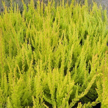 Calluna vulgaris Zora -S- -Sommerheide Zora -S- - Besenheide - hat im Sommer goldgelbes Laub, welches sich im Herbst orange verfärbt. Die Winterhärte ist besonders gut. Die immergrüne Sommerheide bekommt keine Blüte.