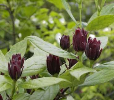 Calycanthus floridus 1