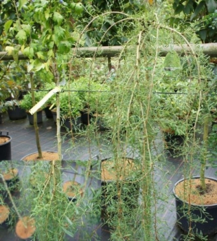 Caragana arborescens