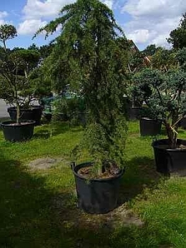 Cedrus deodara Pendula - Hängende Himalaja -Zeder - bevorzugt halbschattige bis sonnige Standort und ist winterhart bis -15°C.
