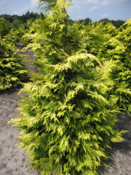 Chamaecyparis lawsoniana Lane - Gelbe Scheinzypresse Lane 40-50cm