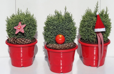 Chamaecyparis lawsoniana Snow White 1