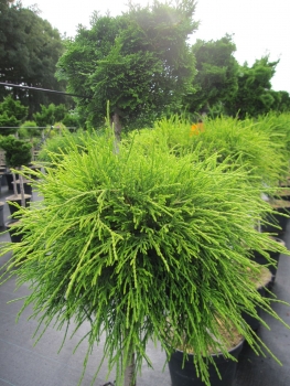 Chamaecyparis pisifera Sungold Stamm