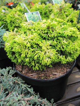 Hinoki Scheinzypresse Butterball