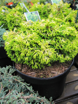 Preview: Hinoki Scheinzypresse Butterball 2