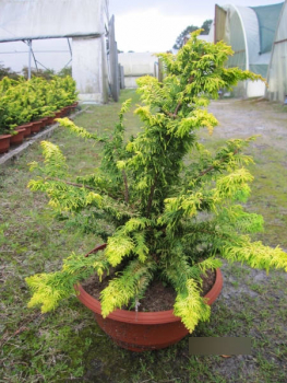 Chamaecyparis obtusa Fernspray Gold1