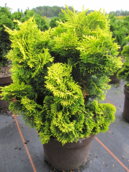 Chamaecyparis obtusa Nana Aurea 3