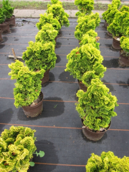 Chamaecyparis obtusa Nana Aurea 4