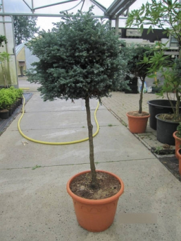 Preview: Chamaecyparis pisifera Boulevard Formschnitt 4