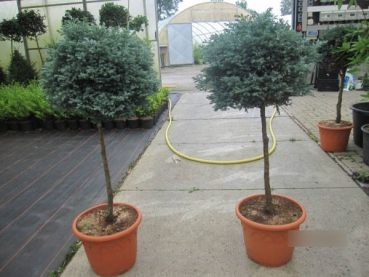 Preview: Chamaecyparis pisifera Boulevard Formschnitt 3