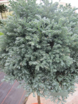 Preview: Chamaecyparis pisifera Boulevard Formschnitt 2