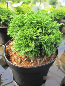 Chamaecyparis pisifera Tsukumo 1