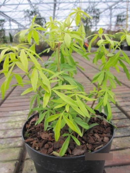 Choisya ternata Goldfingers 3